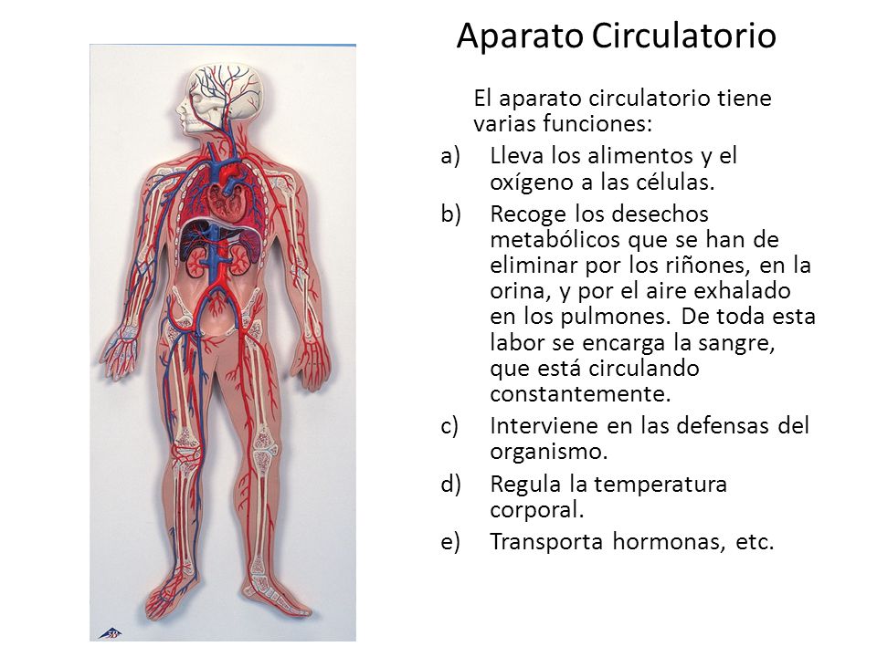 ¿Cuáles son las partes principales del sistema circulatorio y sus funciones?